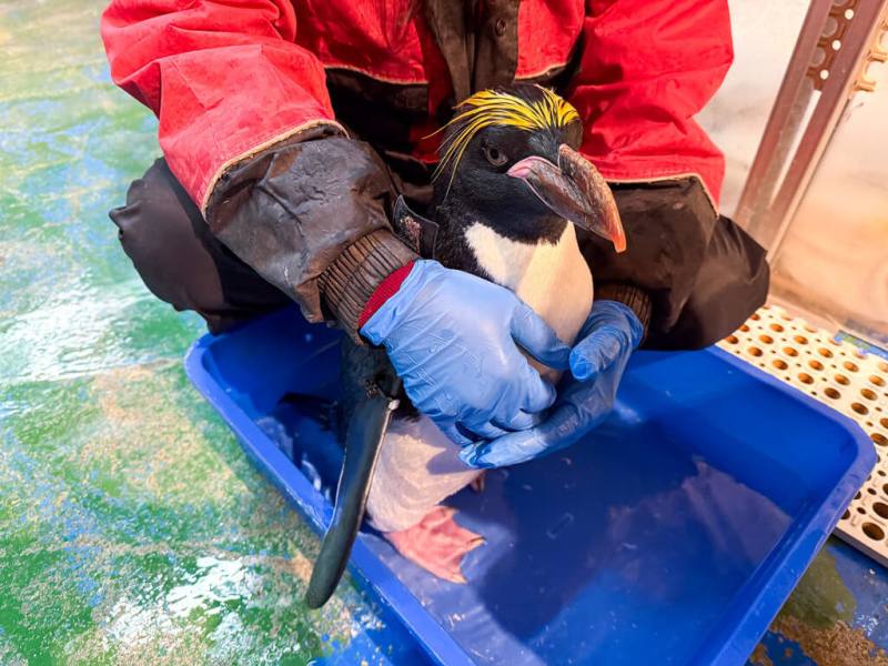 海生館每年定期為館內企鵝進行完整健康檢查，包括血檢分析。飼育員會先讓馬可羅尼企鵝泡溫水，讓血管可以在皮膚表層更浮出一點，方便獸醫找到合適下針位置。（屏東國立海洋生物博物館提供）