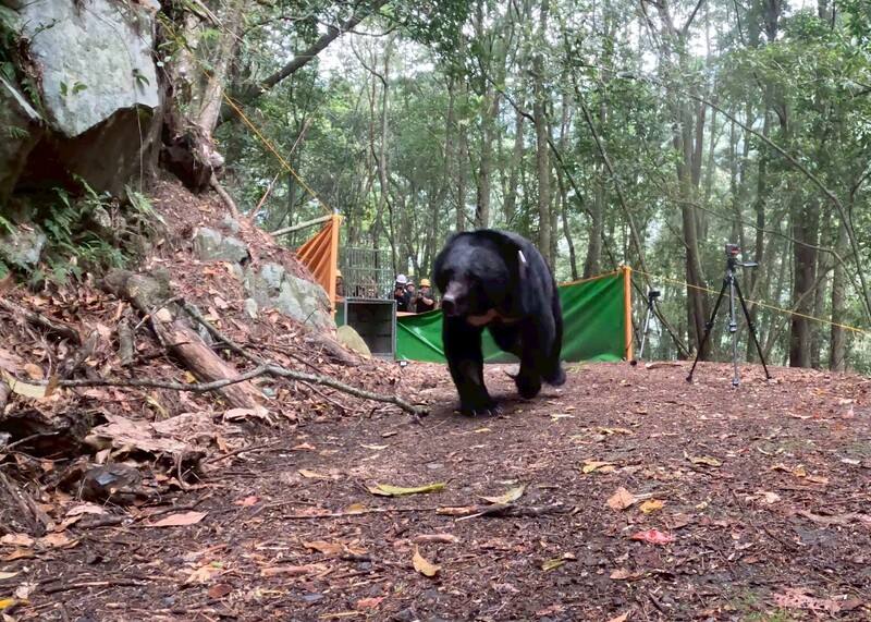台中武陵地區救援1隻受困的台灣黑熊，歷經10個月醫療照養，黑熊恢復體力及野外覓食能力，以泰雅族語命名「Qyawal（葛雅萬）」，23日於雪霸國家公園範圍內志樂溪進行野放。（林業保育署台中分署提供）