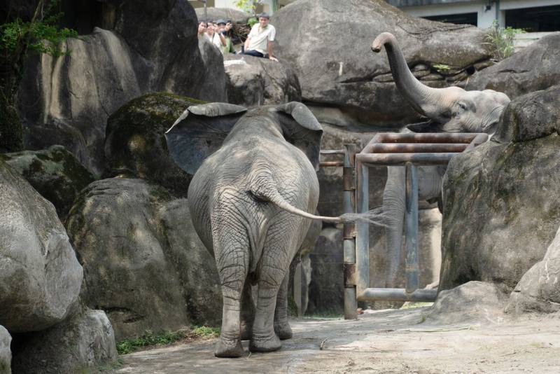 台北市立動物園安排亞洲象「友信」「友愷」暫時與非洲象「千惠」當鄰居，兩種象近日初次相見，都展現興奮及不安等豐富情緒。（台北市立動物園提供）