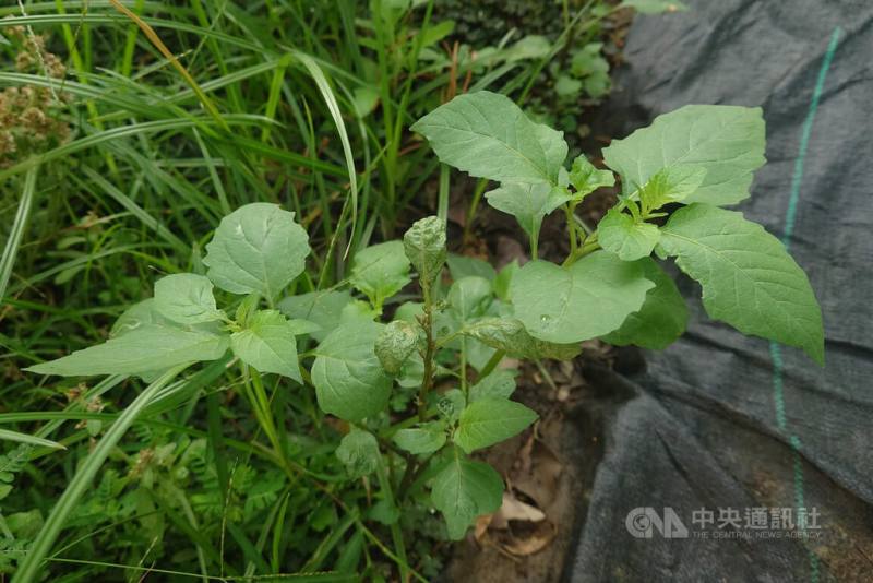 台南地區4月接連有鋒面帶來降雨，不少野生植物獲得滋潤展現生機，被稱為「烏甜仔菜」的龍葵也冒出頭