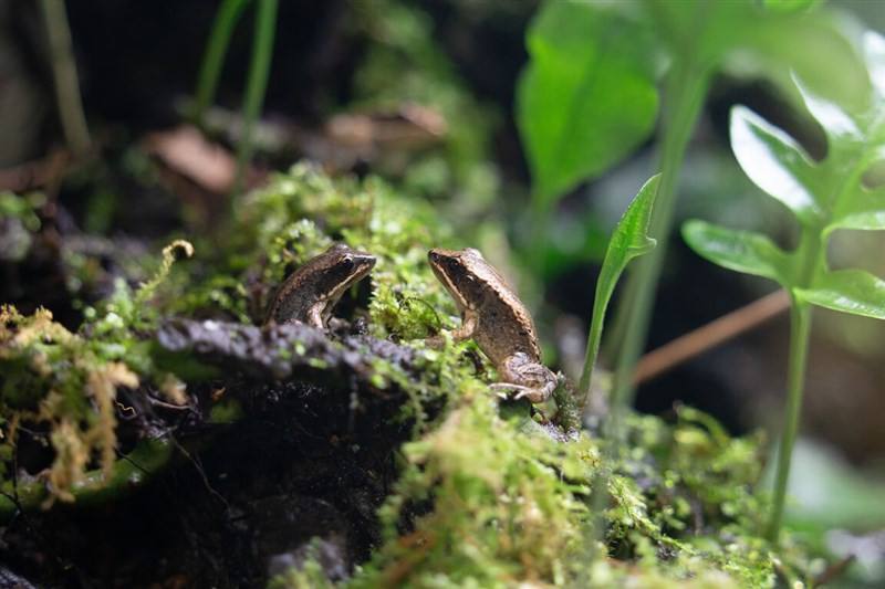 Two Yuchi music frogs. Photo courtesy of the Taipei Zoo