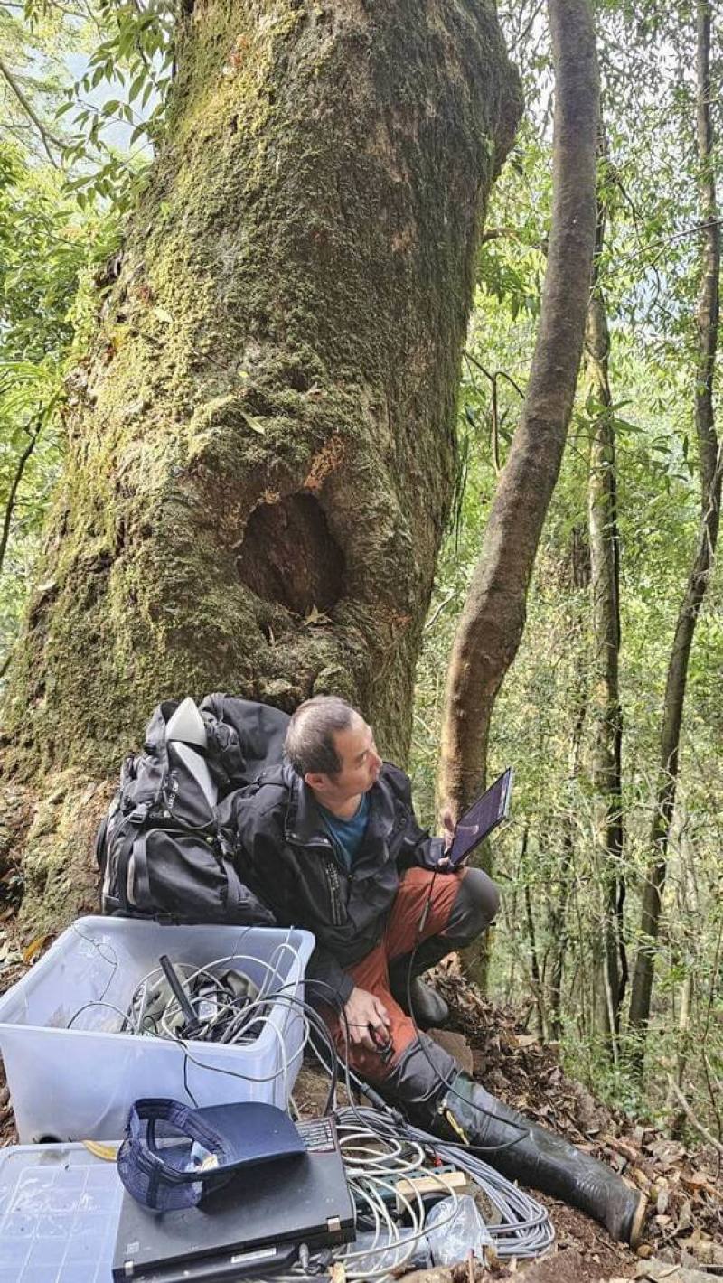 雪管處委託屏科大助理教授洪孝宇團隊，透過設置溪畔棲架觀測族群，於114年12月為黃魚鴞雄鳥裝設衛星發報器，經數月追蹤，今年3月發現繁殖跡象，最終在4月10日成功定位。（雪霸國家公園管理處提供）