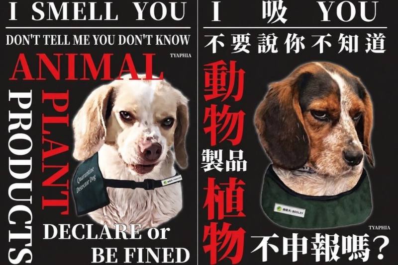 有日本旅客來台旅行，並在社群平台X發文表示「台灣的檢疫犬越來越厲害了」，文中附上檢疫犬皺著鼻子、目光凶狠，加上「I吸YOU」標題的宣導海報，短短5天吸引近80萬人點閱。