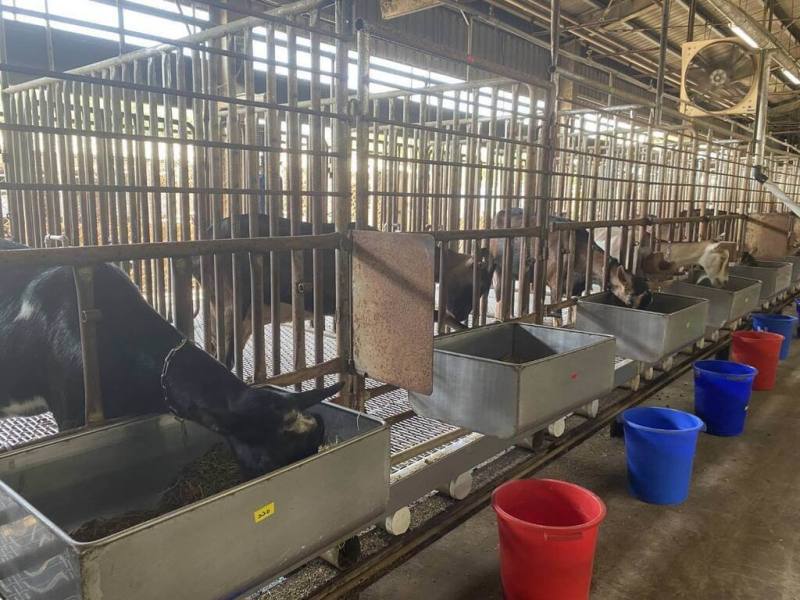 農業部畜產試驗所成功開發香蕉假莖與賣相不佳的格外品混合技術，將兩者轉化為高品質畜禽飼料，可降低對進口芻料的依賴。