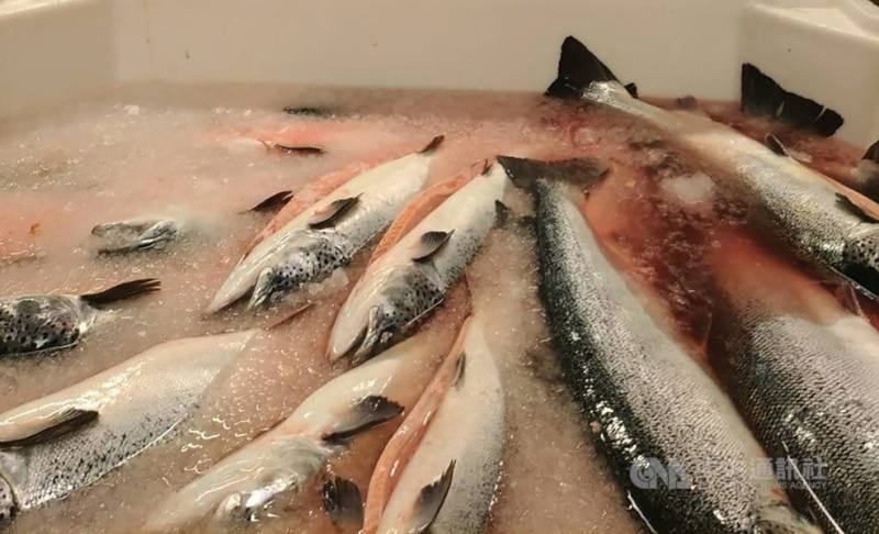 一項研究指出，挪威養殖污染量是人口總額的3到5倍，魚糞、殘餌與尿液全都直接排進海裡。圖為鮭魚。
