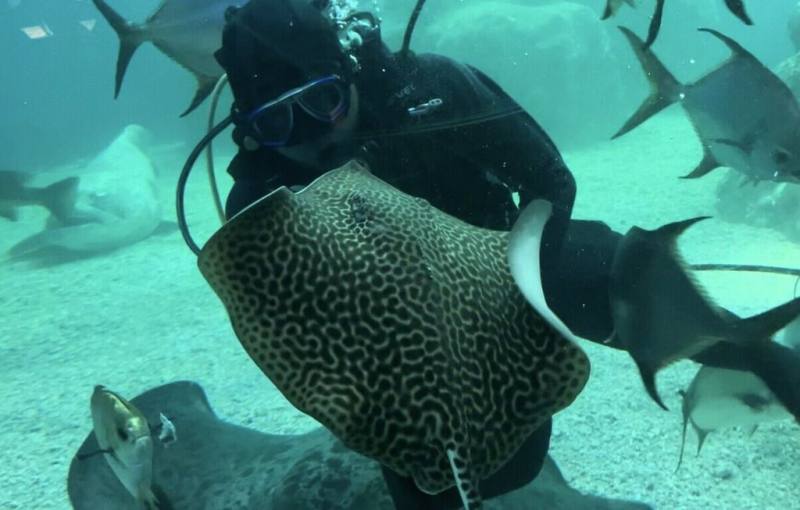 配合母親節，澎湖水族館超萌的豹紋小魟魚將開放見客，民眾可感受這份來自海洋的母愛力量。
