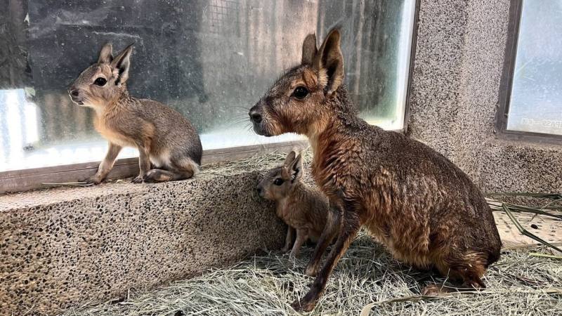 迎接母親節，高雄市壽山動物園推出限定優惠，5月9日、10日開放女性及12歲以下兒童免費入園。
