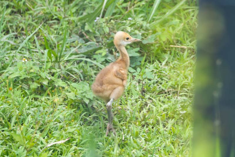 台北市立動物園7日表示，園內2週大的丹頂鶴寶寶飛速成長，雙腿越來越修長。