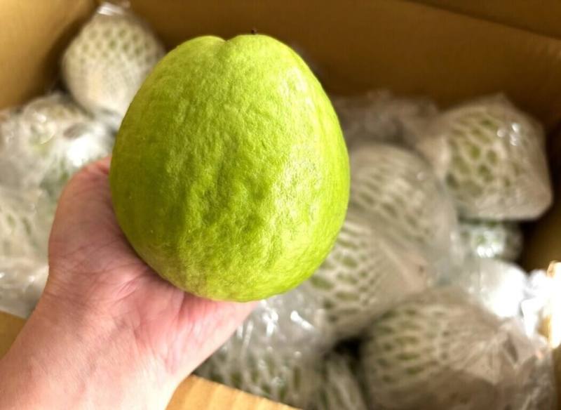 台南市今年首度參加英國國際食品飲料展（IFE），5日有420顆台南珍珠和紅心芭樂空運抵倫敦，並於6日完成清關入庫，是首次有台灣芭樂經進口貿易和商業銷售管道入境英國。