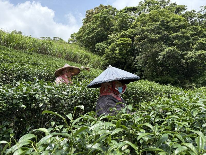 新北市坪林區「淨源茶場」持續與農友合作，以不用藥等有機栽種方式保護土地水源，如今坪林有機茶園的面積已從5公頃一路成長至57公頃。