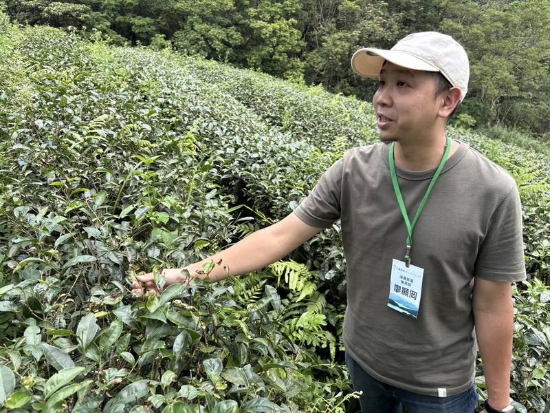 新北坪林「淨源茶場」製茶師兼茶農廖顯岡受訪表示，有機茶透過自然製程呈現的風味更豐富多元，不會被標準審美框架侷限。