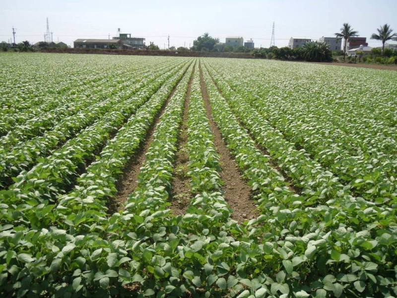 台灣大豆需求主要靠進口，但國產大豆種植面積逐年增加，10年成長逾5.5倍，因具節水及減碳效益，是永續飲食的亮點。（台南農改場提供）