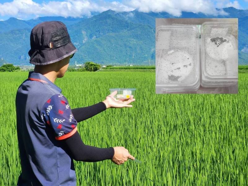 花東有機稻田近年遭「稻黑椿象」危害，農業部苗栗區農業改良場研發天敵昆蟲「黑卵蜂」量產與釋放技術，3年多來，累計釋放數百萬隻，有效抑制蟲害，讓有機水稻產量回升。（苗栗農改場提供）