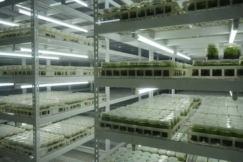 台灣香蕉研究所種苗科研中心成立宗旨為量產健康種苗供給農民，中心完全運作後，預估年產量可增至500萬株。
