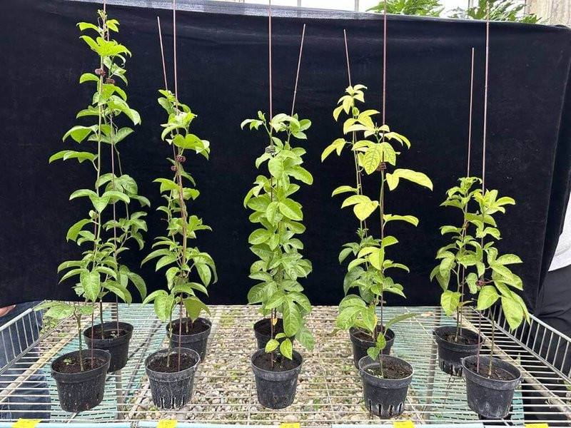 農業部農業試驗所25日發表「百香果藤蔓與栽培後菇包快速堆肥化處理技術」，可將農業資源物快速轉化為兼具堆肥與栽培介質功能的循環資材，並具去除病原菌、誘發自然生成有益微生物，防範病害發生的潛力。（農試所提供）