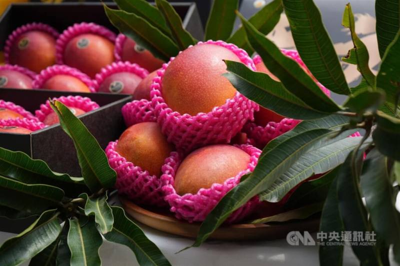 圖為台灣芒果。（中央社檔案照片）