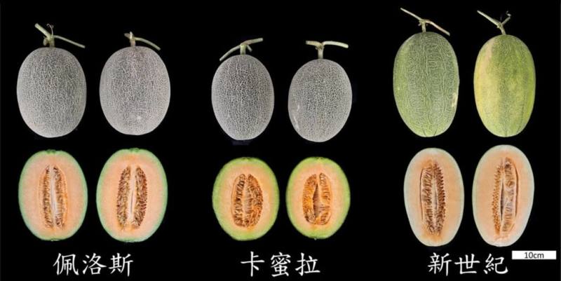 花蓮農改場27日介紹新品種哈蜜瓜「佩洛斯」（左），適合宜蘭露天生產，於瓜果外觀、產量及品質表現都超乎水準，生產穩定性優於慣用品種「新世紀」與「卡蜜拉」。（花蓮農改場提供）