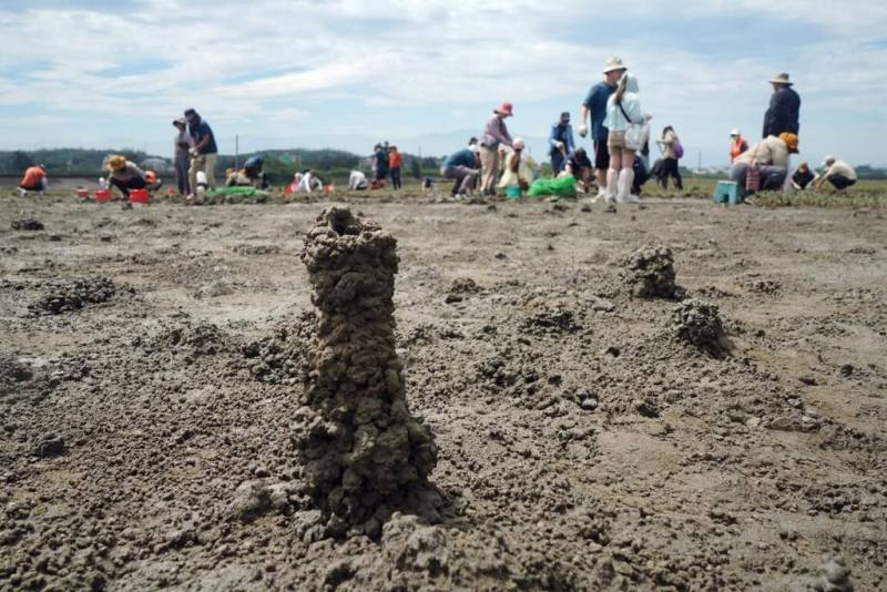 新竹市政府號召企業，攜手推動香山濕地棲地復育已逾1年，成功觀察到台灣旱招潮蟹重新築起典型的「煙囪巢」。（新竹市政府提供）