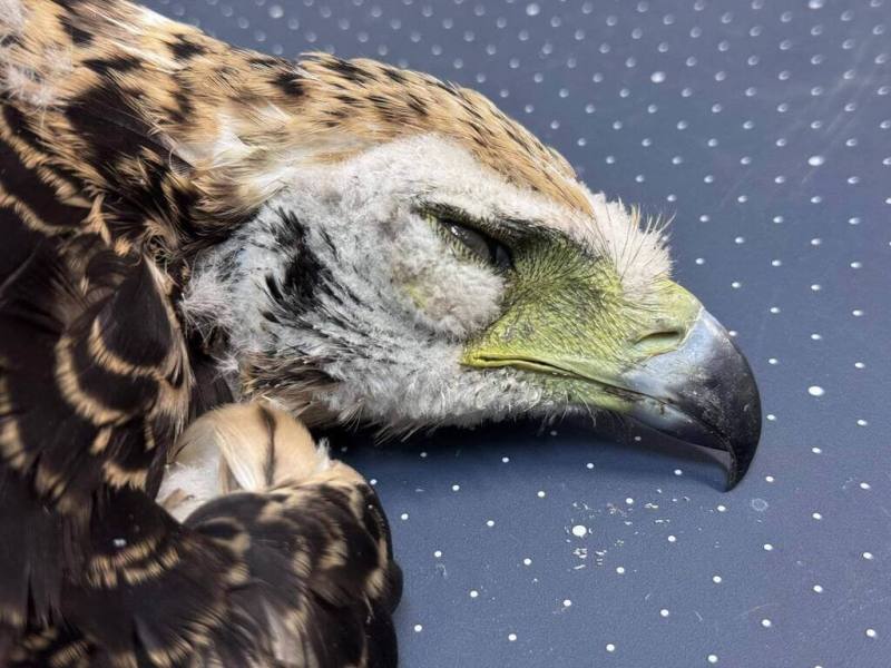 大冠鷲幼鳥「鷲星」2日下午送至屏科大獸醫系病理解剖，初步檢查發現，體內多處器官出血，懷疑是中毒導致，詳細原因仍須毒物檢驗結果確認。（「鷹你而生」頻道提供）