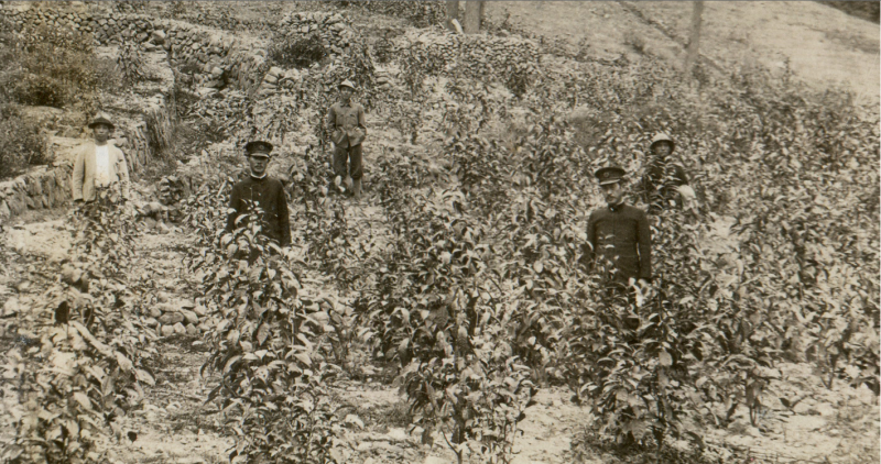 這張照片約攝於1936至1940年間，推測為現今貓囒山入口不遠處左側之茶園。前方著官服者自左至右為新井耕吉郎與時任支所長谷村愛之助，後方三人為試驗所同仁。前試驗所員工詹萬金之子提供