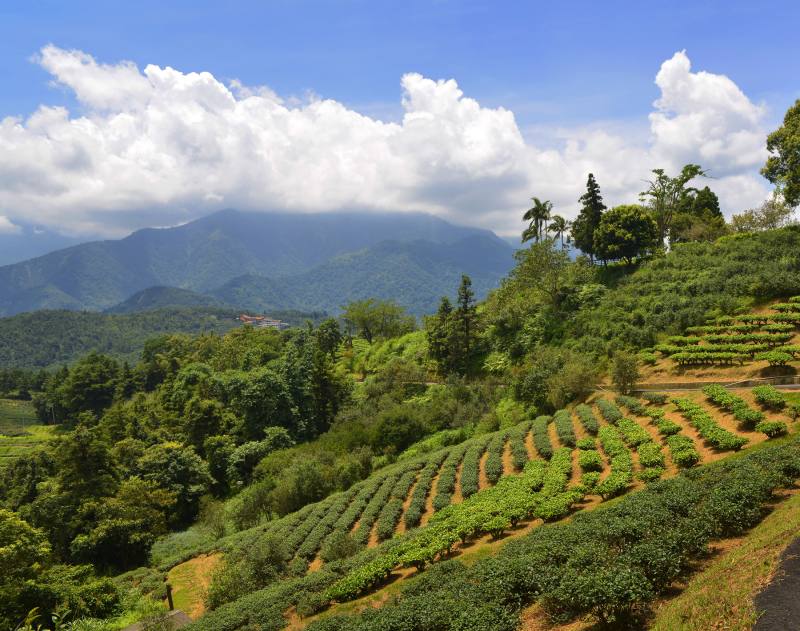 魚池紅茶試驗支所的茶園。此視角由辦公室向北遠望，在靜謐氛圍中，更能體會被譽為「東洋第一美景」的風采。