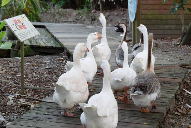 台北市立動物園5日表示，22日起將閉園10天進行修繕作業，不對外開放，提醒民眾別撲空。圖為家鵝在展區中漫步。（台北市立動物園提供）
