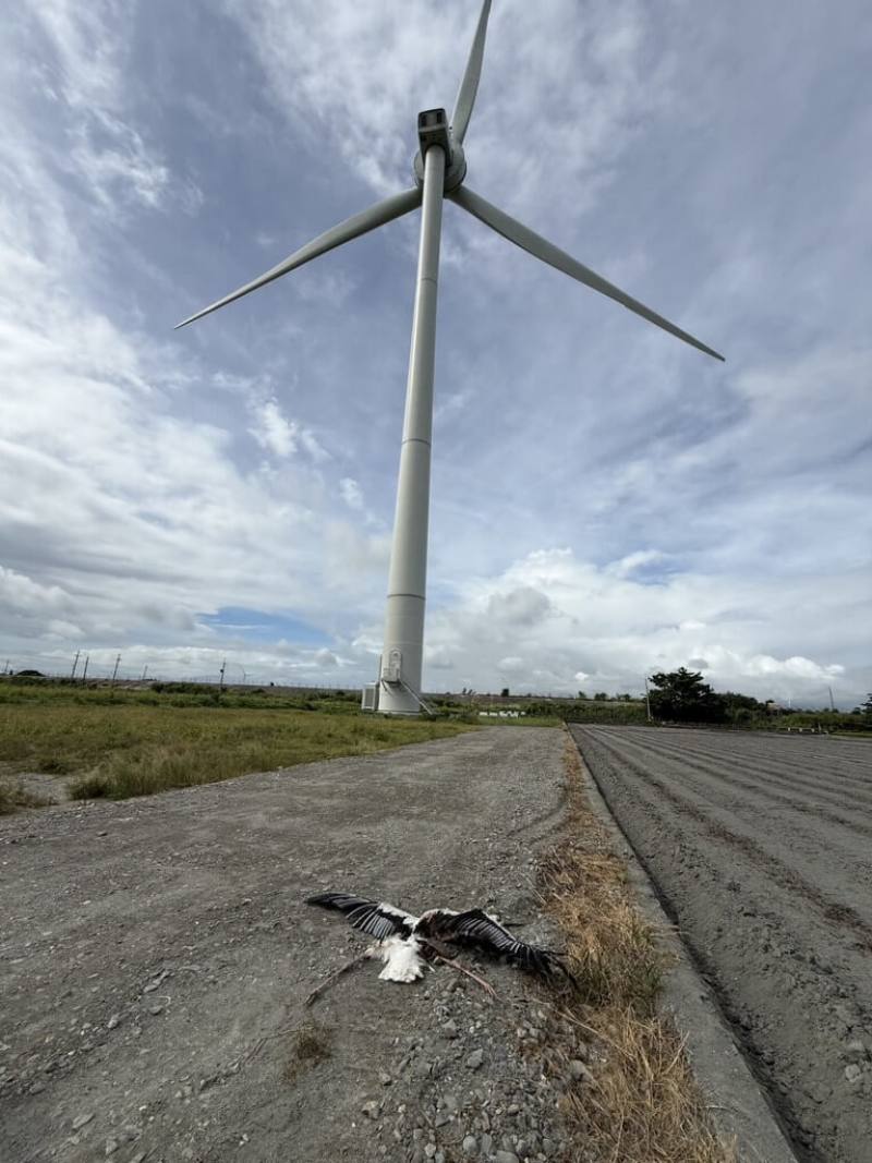 保育類野生動物東方白鸛春天在雲林二崙地區高壓電塔築巢繁殖，3隻雛鳥離巢隨親鳥在濁水溪河口學習覓食。鳥友4日清晨發現，1雛鳥（圖）疑遭風機腰斬喪命，十分不捨，也希望相關單位能加強相關防護措施。　（雲林麥仔簝文化協會提供）