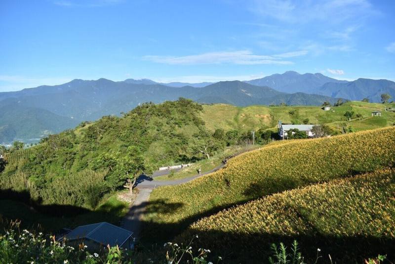 花蓮六十石山超半程馬拉松將於9月13日登場，賽事報名熱度持續升溫，目前報名人數已突破1500人，沿途不僅能俯瞰花東縱谷壯麗景觀，更能享受山林芬多精與金色花海交織而成的視覺饗宴。（富里鄉公所提供）