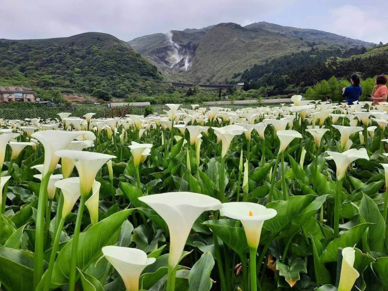 目前正值陽明山海芋季與繡球花季，國家公園署14日表示，陽明山國家公園管理處長年推動友善農業輔導計畫，實踐花卉減藥，有8名農友以「全程不用農藥及化學肥料」種植海芋。圖為陽明山海芋花季一景。（國家公園署提供）