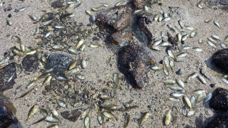 澎湖縣馬公市五德石滬13日於海水退潮時出現不少臭肚等小魚群擱淺石滬內淺灘，只能等待海水漲潮再洄游。
