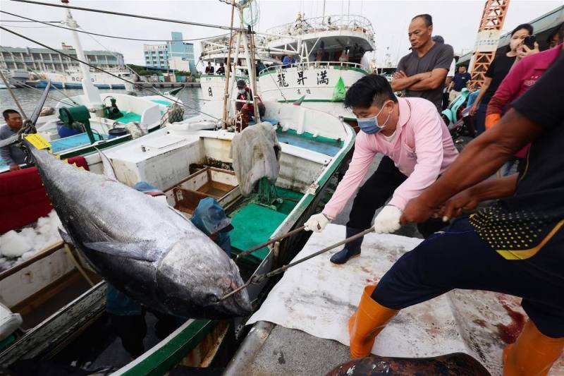３．在漁港，見證黑鮪魚上岸最生猛的一刻。
This is the most intense moment when watching bluefin tuna being offloaded at a fishing port.