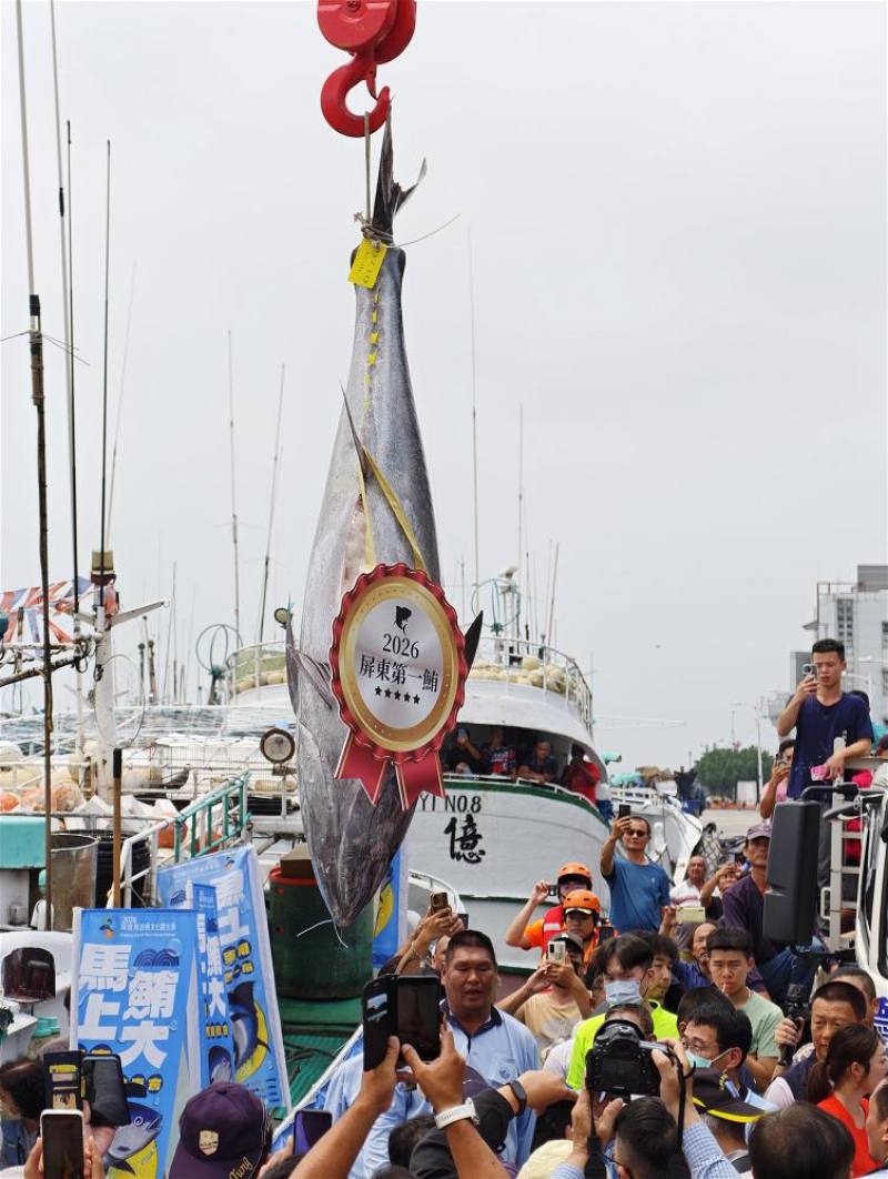 ７．群眾引頸期盼今年第一尾黑鮪魚進港。
Crowds gather in anticipation as the season’s prized “first catch” of Pacific bluefin tuna arrives in port.
