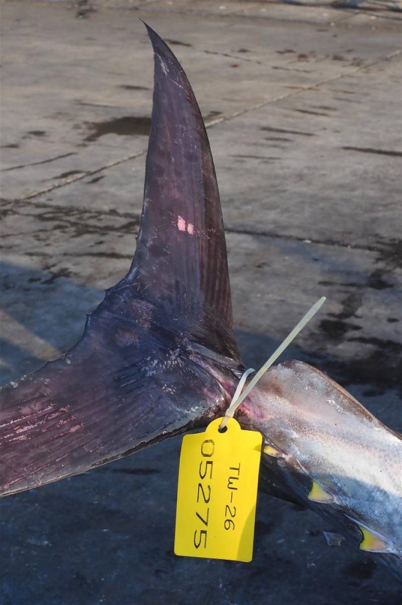４．黃色的標籤是黑鮪魚的身分證。
The yellow tags serve as IDs for bluefin tuna.
