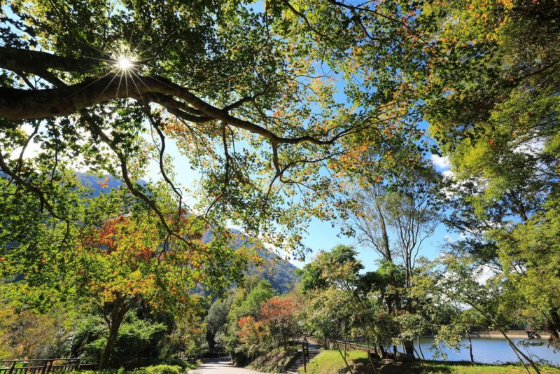 慶祝奧萬大國家森林遊樂區開園32週年，農業部林業及自然保育署南投分署推出優惠入園，7月1日至7月5日，門票只要新台幣10元。（黃俊豪提供）