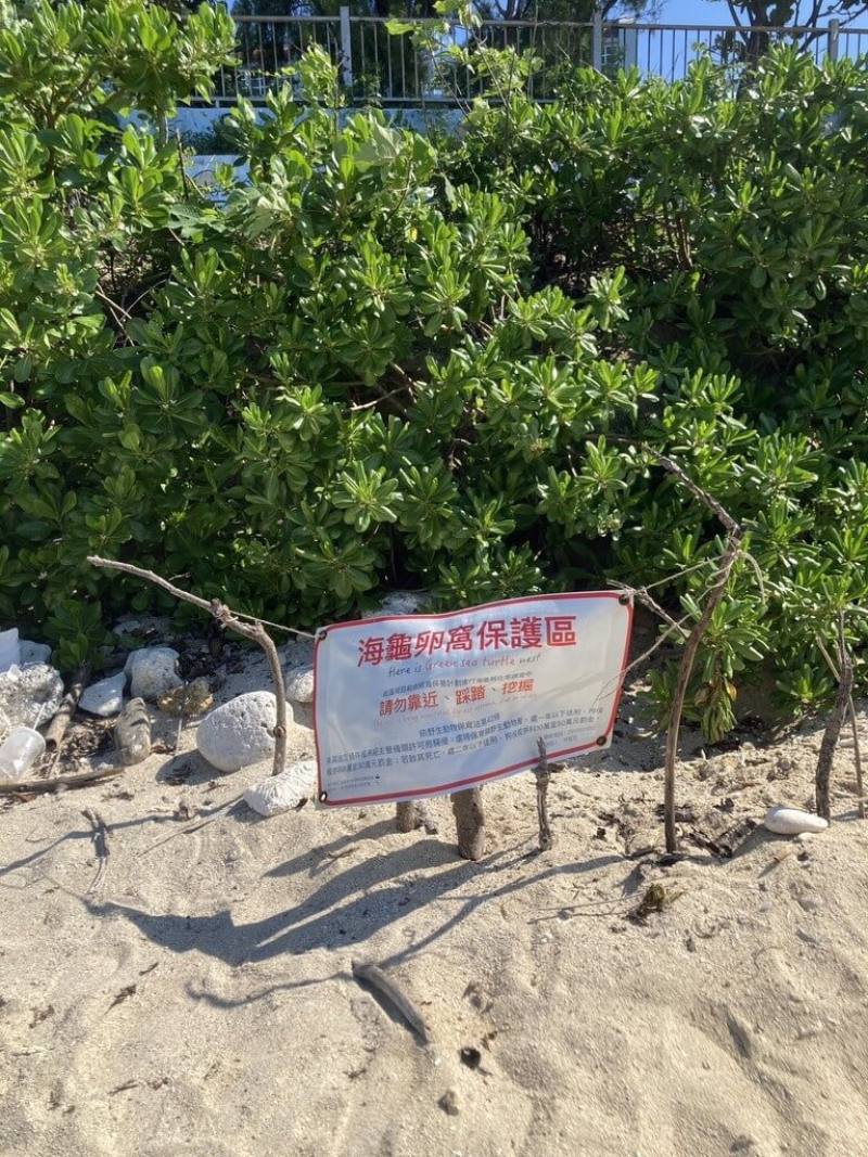 小琉球在地環團台灣咾咕嶼協會進行海龜生態研調，日前在小琉球中澳沙灘記錄到有母龜產卵，且19日再度上岸產卵，目前卵窩周邊已圍設保護。（社團法人台灣咾咕嶼協會提供）