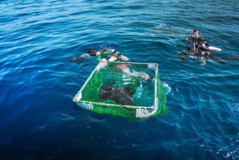 新加坡海洋生態館飼育1尾來自台灣東部海域的波口鱟頭鱝（飯匙鯊），並於民國114年產下數尾幼魚，其中1尾提供海洋委員會海洋保育署標識放流。在各方團隊協力下，22日將該尾幼魚運至台東外海野放，期盼透過復育放流補充野外族群資源，並藉裝置衛星標識器追蹤其存活情形及棲地利用模式。（海保署提供）