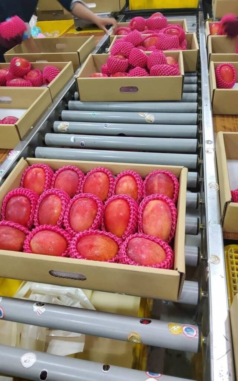 正值台南芒果產季，台南愛文芒果28日將空運英國500公斤，也是台灣首批出口英國的芒果。（台南市政府提供）