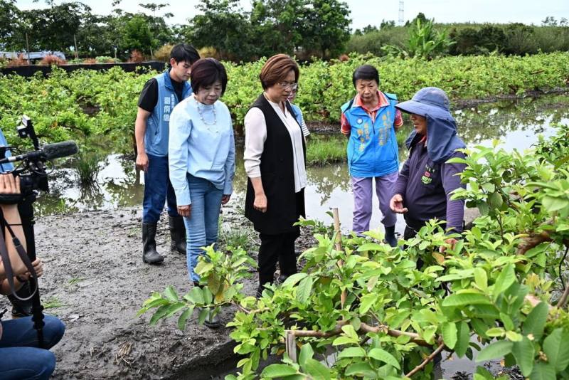 彰化縣長王惠美（前左）28日前往芭樂重要產區溪州鄉勘災時表示，正值夏季芭樂發育關鍵期，強降雨打落大量花蕊，且長時間積水會導致根系缺氧腐爛，後續還可能引發延遲性疫病，衝擊果農整年收益，希望中央一併納入天災救助品項。（彰化縣政府提供）