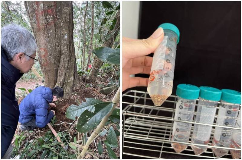 農業部林試所研究團隊近期從相思樹根部的共生微生物中，發現多株具備促進植物生長、提升耐鹽能力的優良菌株，為未來在貧瘠地或海岸地帶的造林工作，提供新的生物性解決方案。（林試所提供）
