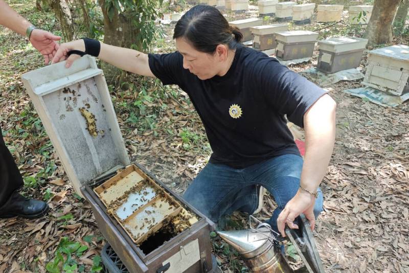 台南市新化區蜂農康眉香（圖）與苗栗區農業改良場合作，導入「蜜蜂雜交性狀保留技術」，成功培育兼具耐病性與高採蜜力改良蜂種，1日發表。