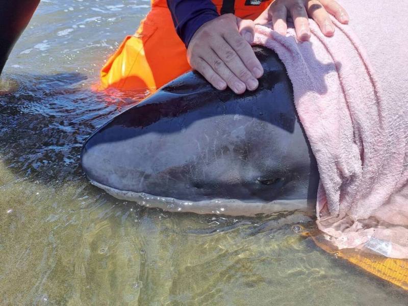 海洋保育署5日透過海洋保育類野生動物救援組織網，接獲海巡署龍鳳安檢所通報，於苗栗縣竹南鎮假日之森沙灘發現1隻侏儒抹香鯨擱淺，經救援團隊評估後，將擱淺鯨豚送往八斗子岸置中心進行醫療與觀察作業。（海洋保育署提供）