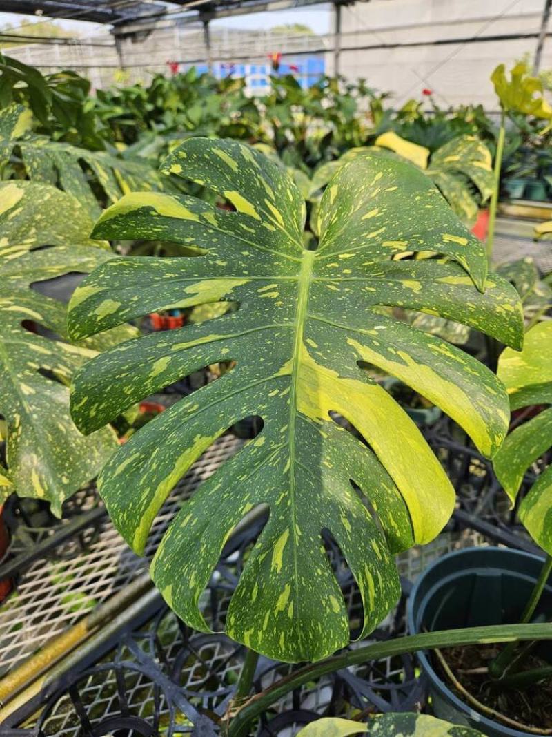 電信蘭（龜背芋）因具自然裂葉與孔洞，是相當受歡迎的觀葉植物。農業部高雄區農業改良場推出新品種「曙光」，葉色變化豐富、斑紋表現鮮明。（高雄農改場提供）