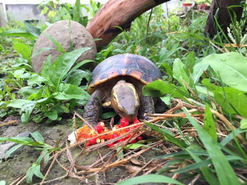 林業及自然保育署嘉義分署轄下觸口龜類保育教育園區7月下旬將開放團體參訪，邀請雲嘉南地區國中小師生及國內相關NGO團體報名參加認識龜類生態。圖為園區內照養的食蛇龜。（林保署嘉義分署提供）
