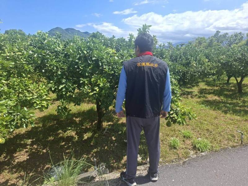 花蓮縣政府表示，3月以來降雨不足，影響部分文旦柚生長及著果情形，縣府派員前往產區了解災情，依規定提報農業部；農業部公告為現金救助地區，每公頃補助新台幣9萬5000元，即日起至24日止受理申請。（花蓮縣政府提供）