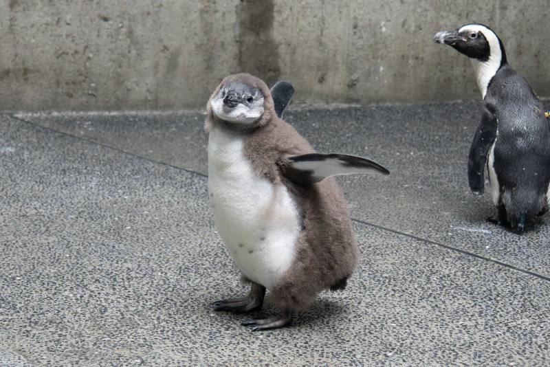 台北市立動物園說，5月中旬到6月底陸續迎來的6隻黑腳企鵝寶寶，第一隻破殼的寶寶已經1個多月大，體型明顯比其他大許多，也開始換毛。（台北市立動物園提供）