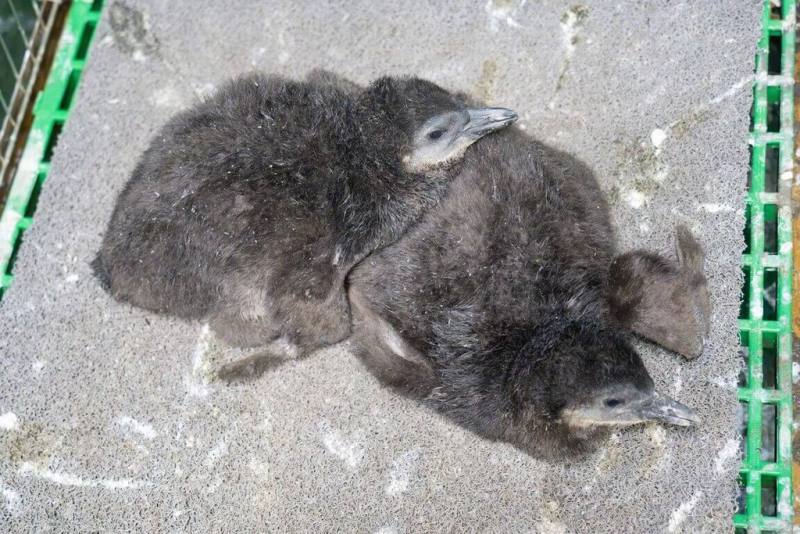 台北市立動物園發布資訊，園內溫帶動物區的黑腳企鵝迎來一波寶寶潮，有6隻陸續人工孵化成功，圖為同對親鳥誕下的兄弟檔。（台北市立動物園提供）