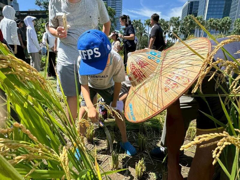 松菸食農教育園區為兼具教育、生態與休憩功能的綠色場域，台北市產業局19日表示，自春季開始插秧，夏季已迎來豐收成果，並邀市民體驗割稻、打穀、曬稻及焢窯等農村樂。（台北市產業局提供）