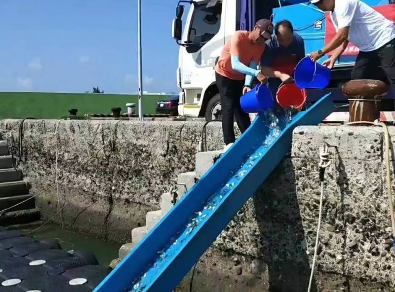 澎湖區漁會以國軍敦親睦鄰經費購置10萬尾魚苗，21日在馬公鎖港等6處海域放流，盼增裕近海漁業資源，也展現軍民攜手守護海洋資源的新里程碑。（澎湖區漁會提供）