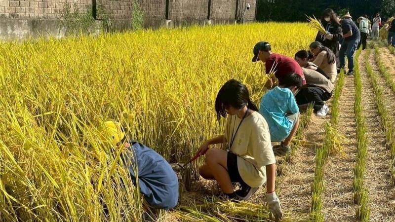 教育部和清華大學舉辦的食農科學家夏令營結合AI工具，引導學生發掘生活中的問題，活動除理論探討，也增加實作體驗，帶學員了解傳統割稻作業。（教育部提供）