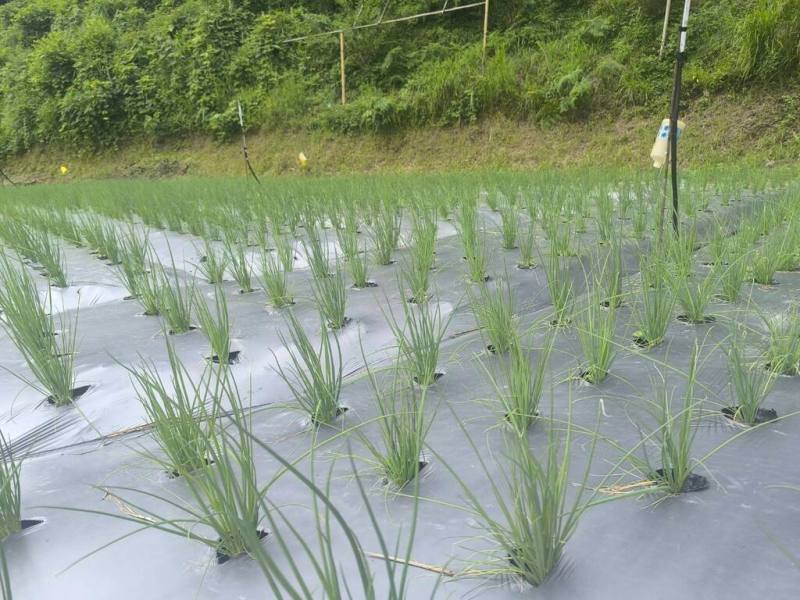 青蔥怕熱，夏季不易吃到便宜又高品質的青蔥，農業部桃園農業改良場在新竹尖石鄉高山上的高麗菜產區，推廣青蔥轉作，盼穩定夏季供需。